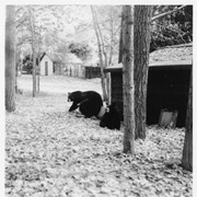 Cover image of Black bears