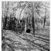 Cover image of Black bear