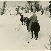 Cover image of Pack train in snow