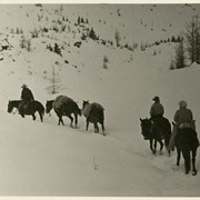 Cover image of Pack train