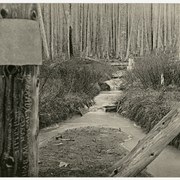 Cover image of Forest stream