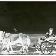 Cover image of Horse-drawn wagon - negative