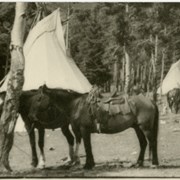 Cover image of Horses