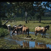 Cover image of Horses by a stream