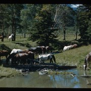 Cover image of Horses by a steam