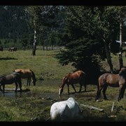 Cover image of Horses by a stream