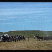 Cover image of Horses and wagons at Standoff camp 1951