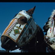 Cover image of Horse with beaded mask