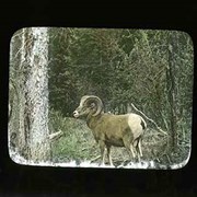 Cover image of [Bighorn ram] Wildlife