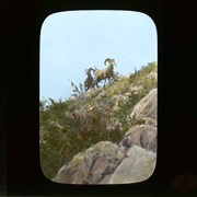 Cover image of Rocky Mountain Rame, on Sawbck Range near Banff - Wildlife