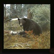 Cover image of Black Bear - Wildlife