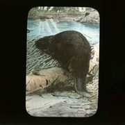 Cover image of Beaver - Wildlife