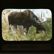Cover image of Moose, Wainwright - Wildlife