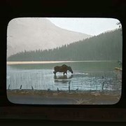 Cover image of Moose drinking, Emerald Lake, Yoho P [Yoho National Park] - Wildlife