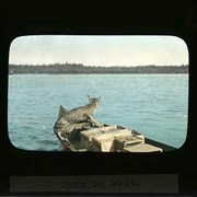 Cover image of Lynx on boat - Wildlife