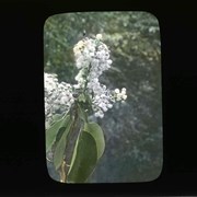 Cover image of Arbutus bloom - Flora