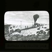 Cover image of Buffalo - a hold-up 1869 - Bison