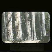 Cover image of Big trees in B.C. [British Columbia] - Forestry