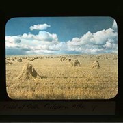 Cover image of A Field of Oats. Calgary, Alta. - Canadian scenes