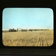 Cover image of Cutting wheat on Canameina Farm, 7000ac. Wilkie, Sask. [Saskatchewan] - Canadian scenes