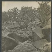 Cover image of Rocks, cacti