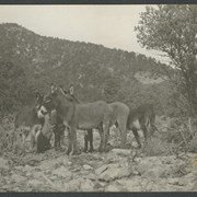 Cover image of Donkeys, rocky landscape