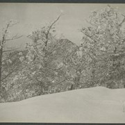 Cover image of "From Fossil Leaf Mt. looking north west-"