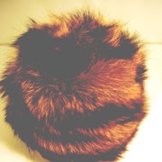 Cover image of Fur Hat