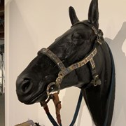 Cover image of Horse Bridle