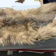 Cover image of Lynx Canadensis Pelt