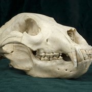 Cover image of Ursus Horribilia Skull