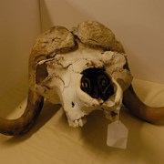 Cover image of Muskox Carving