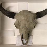 Cover image of Bison Skull