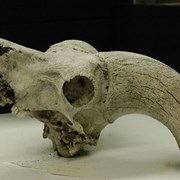 Cover image of Mountain Sheep Skull