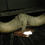 Cover image of Bison Horns