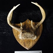 Cover image of Deer Horns