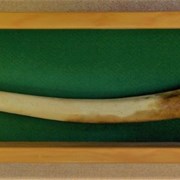 Cover image of Penniped Bone