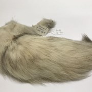 Cover image of Canis Lupus Tail