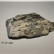 Cover image of Petrified Wood Fossil