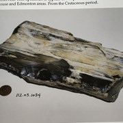 Cover image of Petrified Wood Fossil