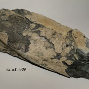 Cover image of Petrified Bone Fossil