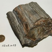 Cover image of Petrified Wood Fossil