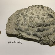 Cover image of Coral Fossil