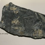 Cover image of Trilobite Fossil