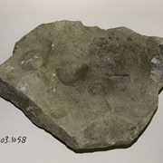 Cover image of Brachiopod Fossil