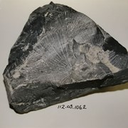 Cover image of Brachiopod Fossil