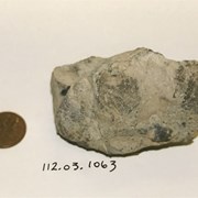 Cover image of Brachiopod; Crinoid Fossil