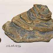 Cover image of Sedimentary Rock