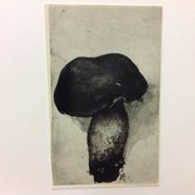 Cover image of Fungi