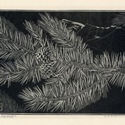 Cover image of Pine Branch 